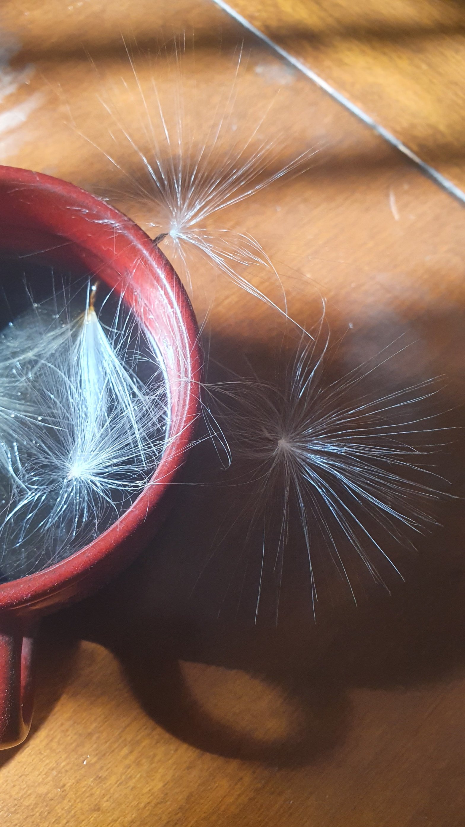 When Grandma Comes to Visit